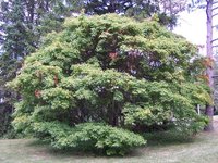 Ivyleaf Maple