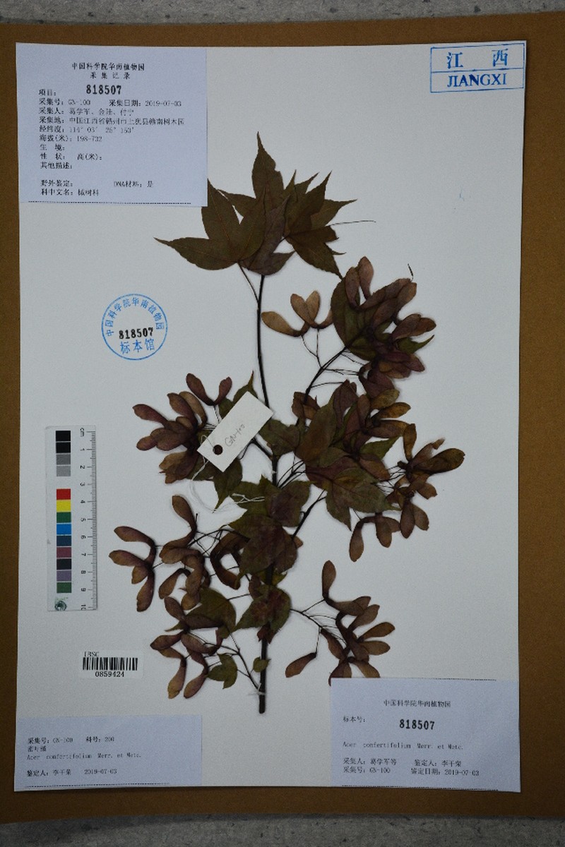 Acer confertifolium photo 2