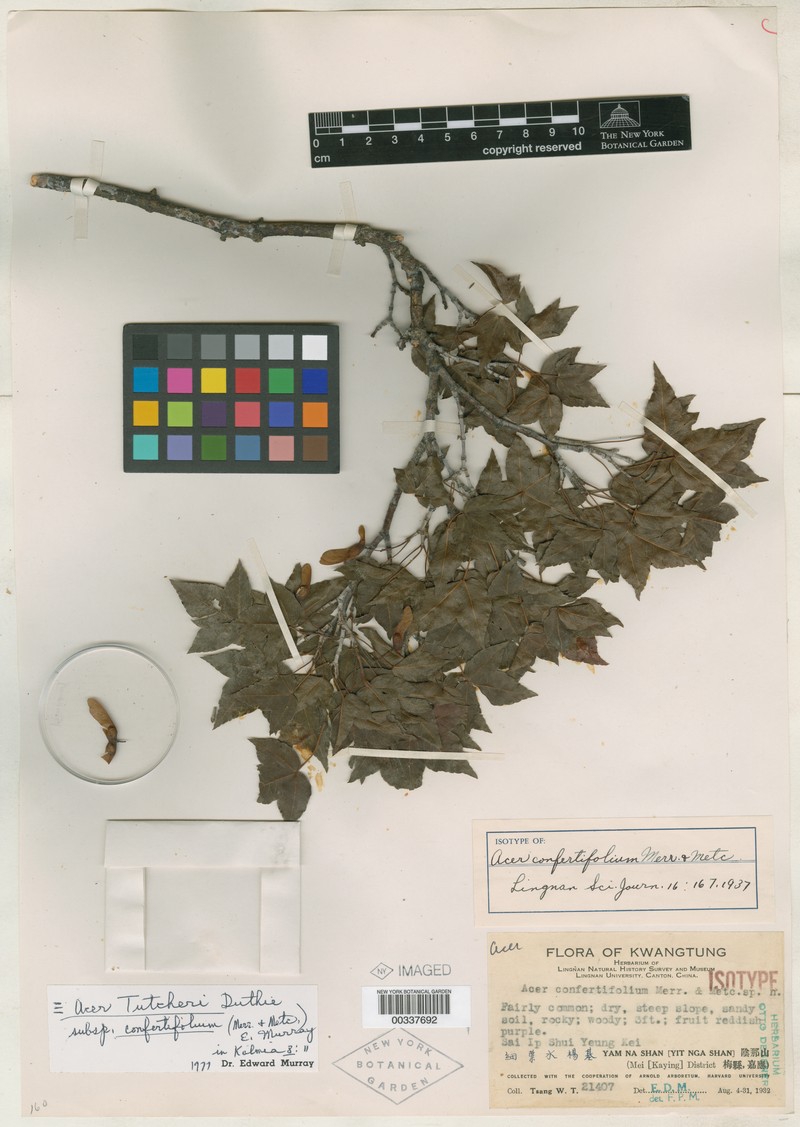 Acer confertifolium photo 3