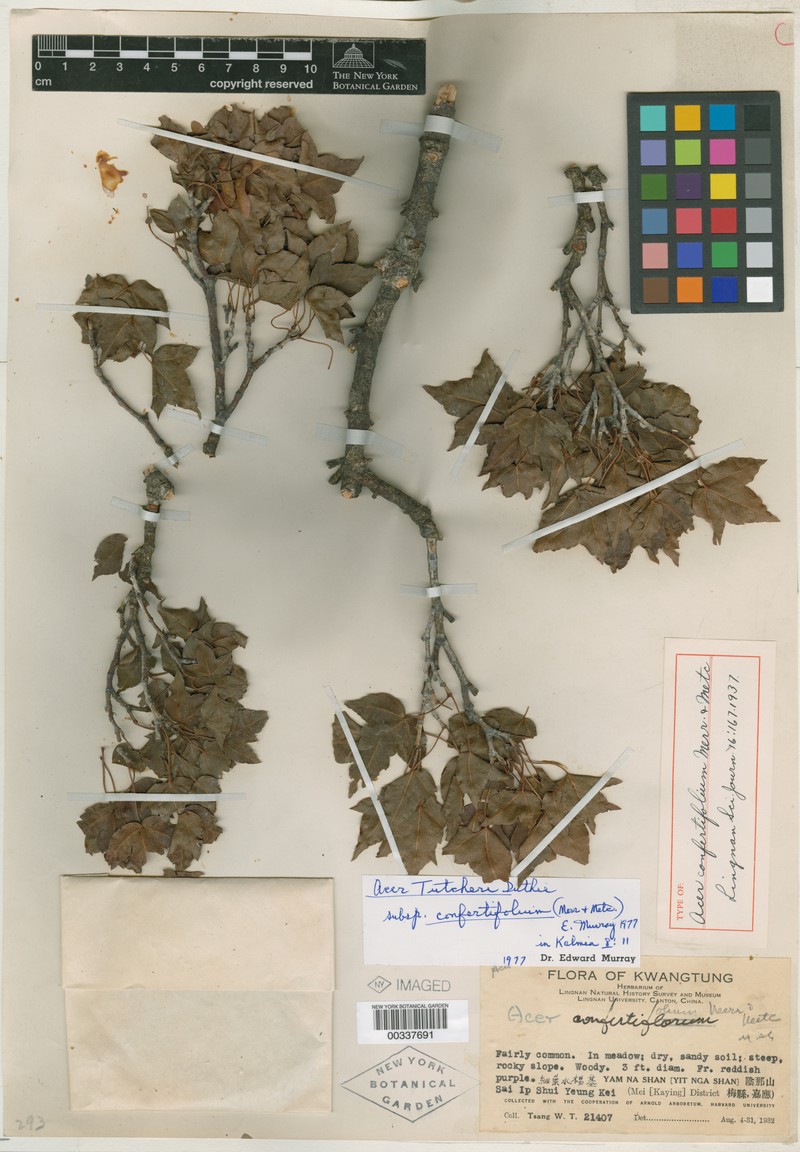 Acer confertifolium photo 4