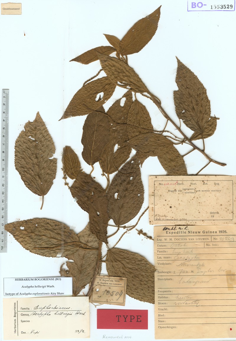 Acer confertifolium photo 5