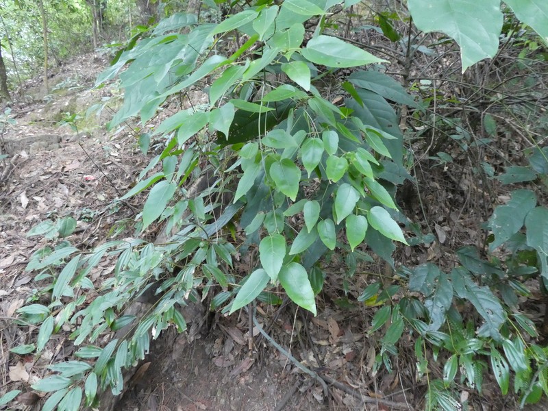 Acer cordatum