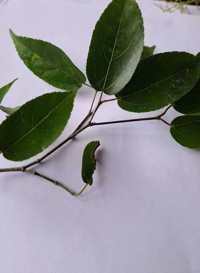 Acer cordatum photo 2