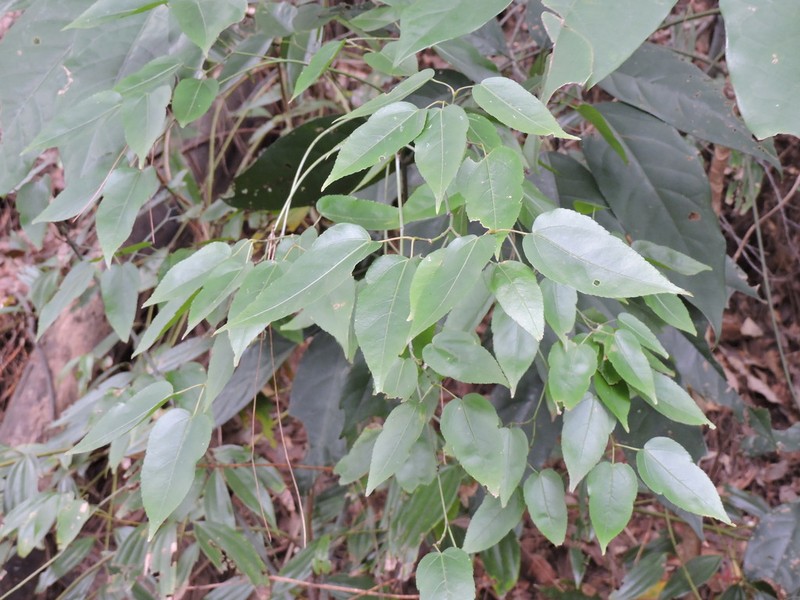 Acer cordatum photo 3