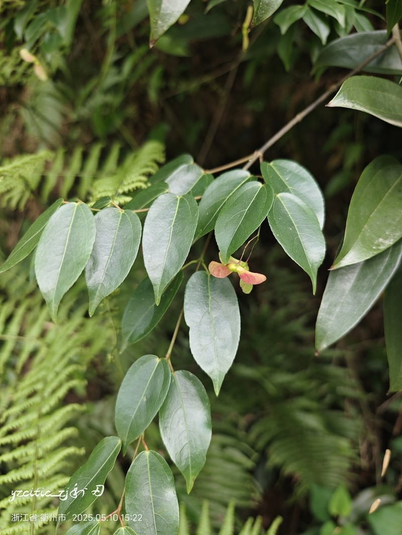 Acer cordatum photo 4
