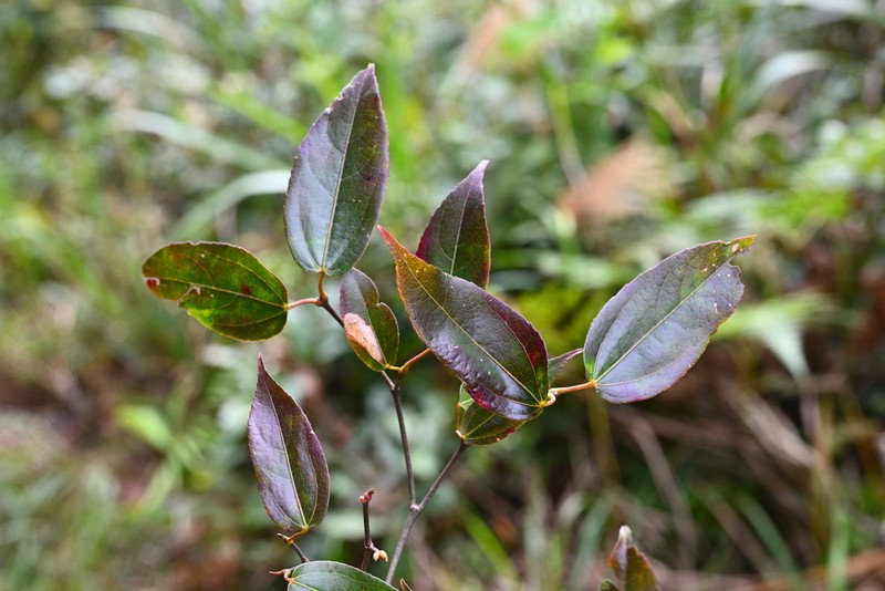 Acer cordatum photo 5