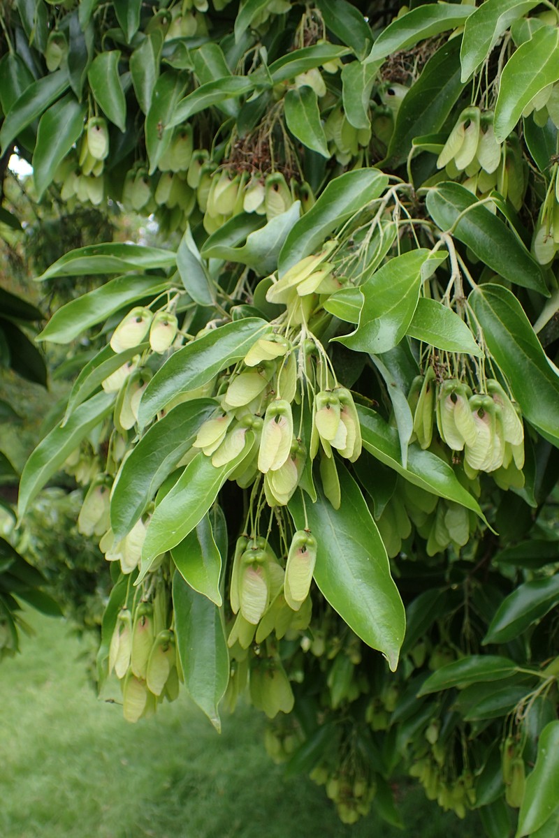 Acer coriaceifolium