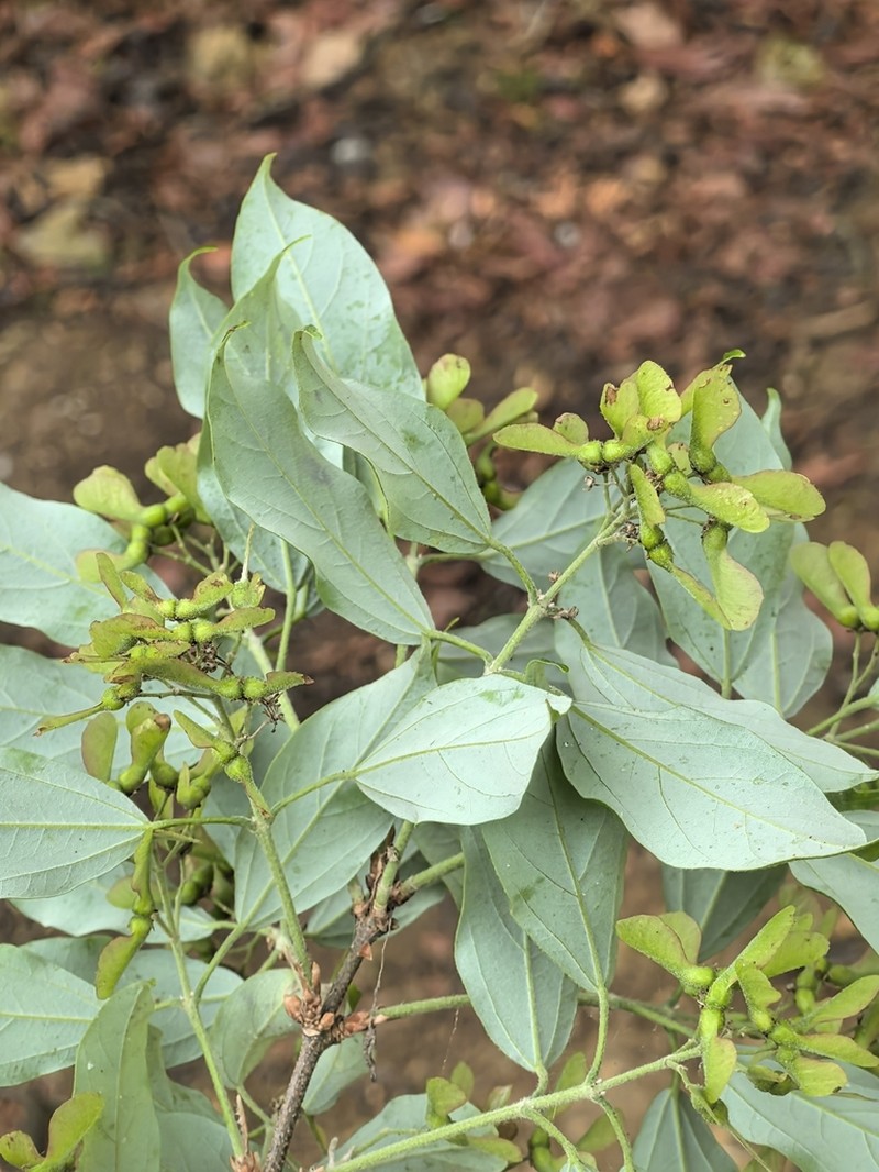 Acer coriaceifolium photo 2