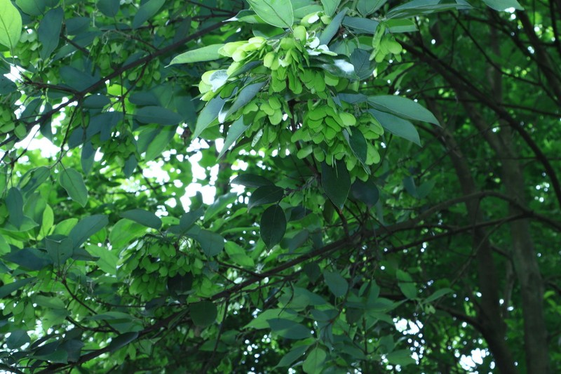 Acer coriaceifolium photo 3