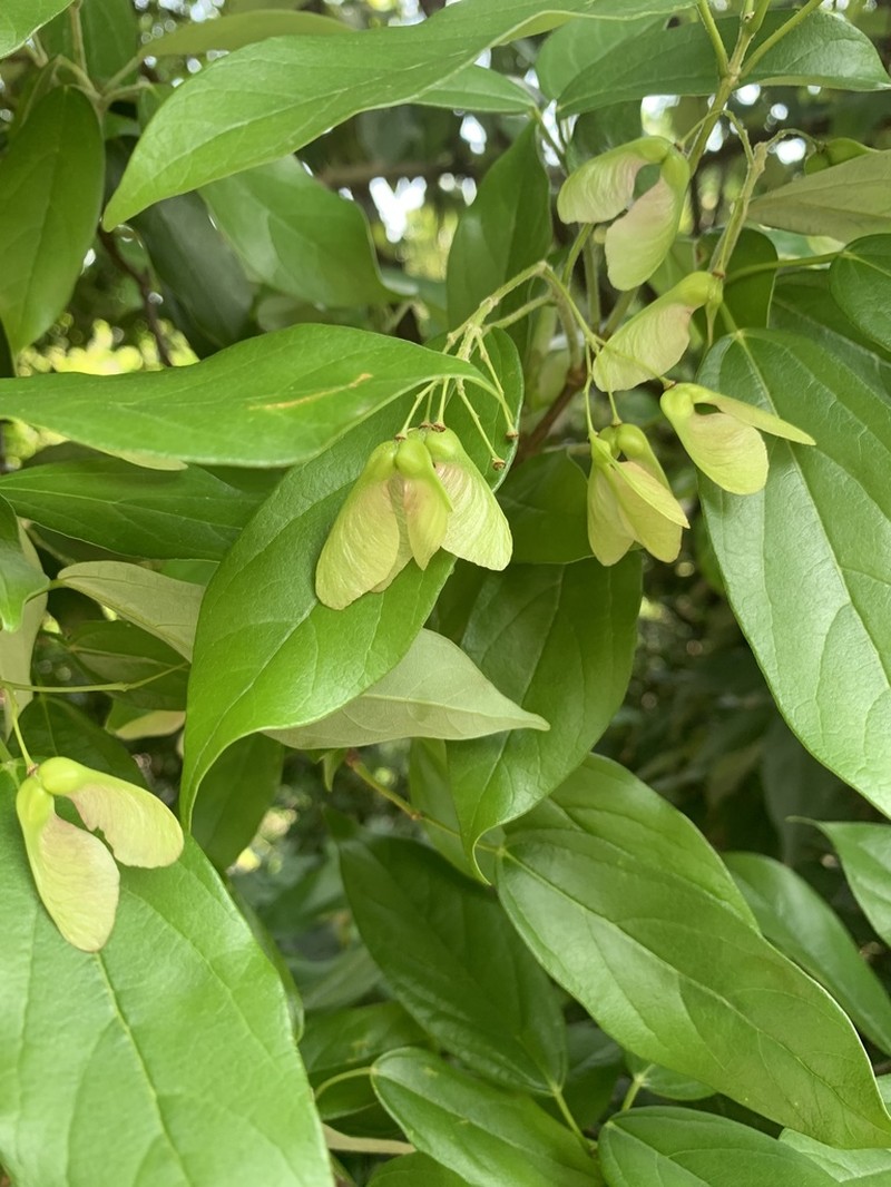 Acer coriaceifolium photo 4
