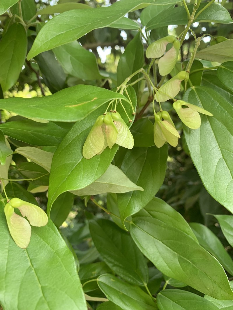 Acer coriaceifolium photo 5