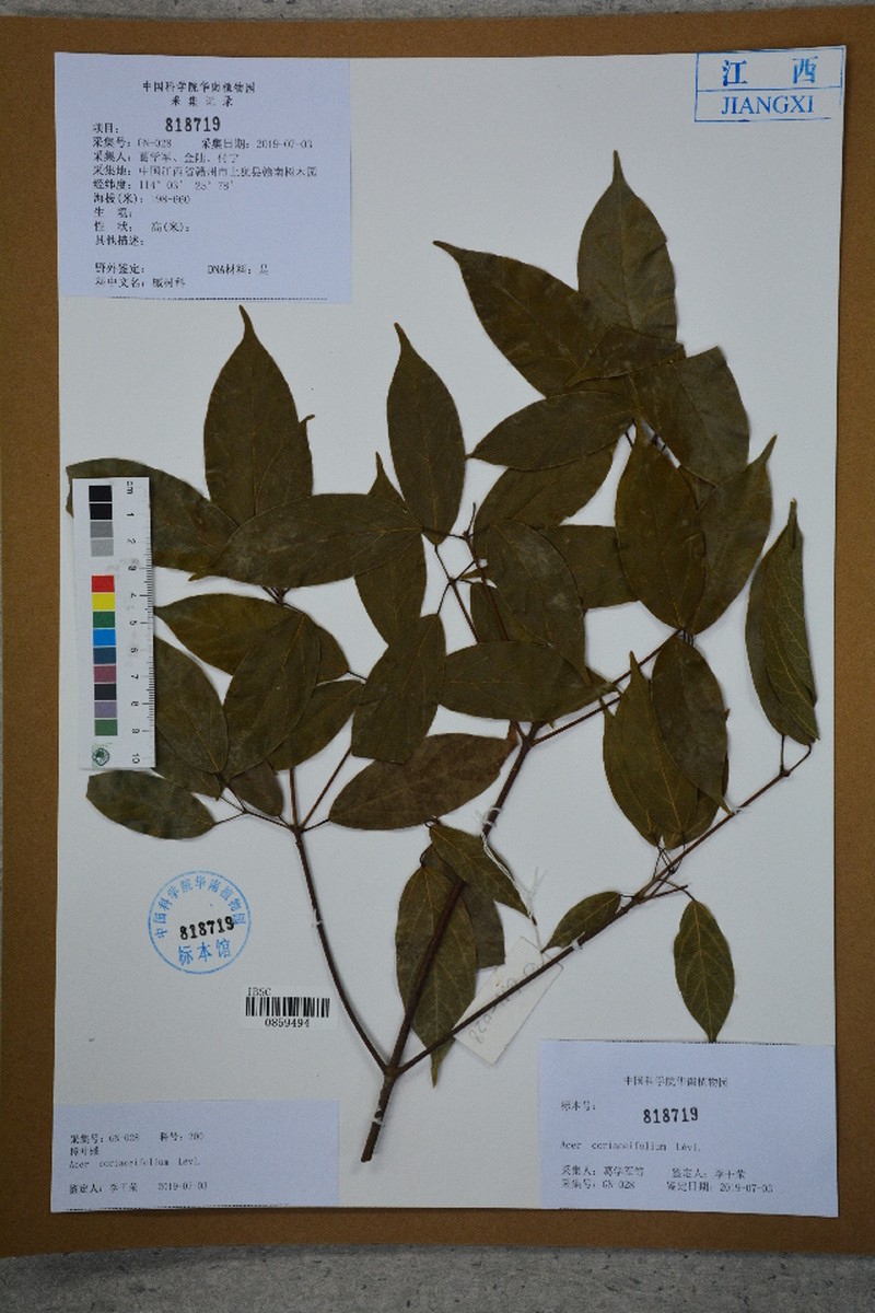 Acer coriaceifolium photo 8