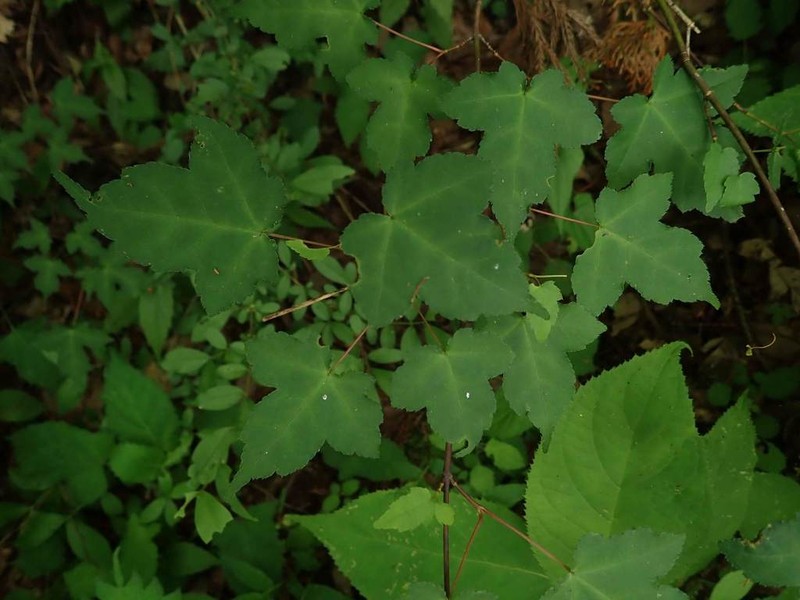 Acer crataegifolium photo 2