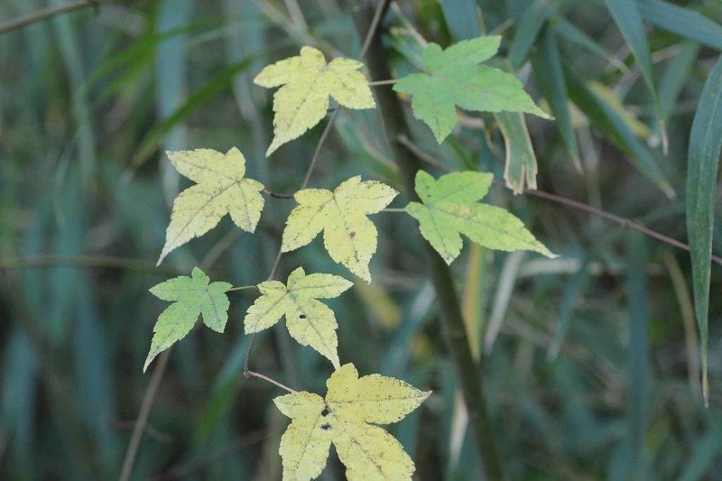 Acer crataegifolium photo 3
