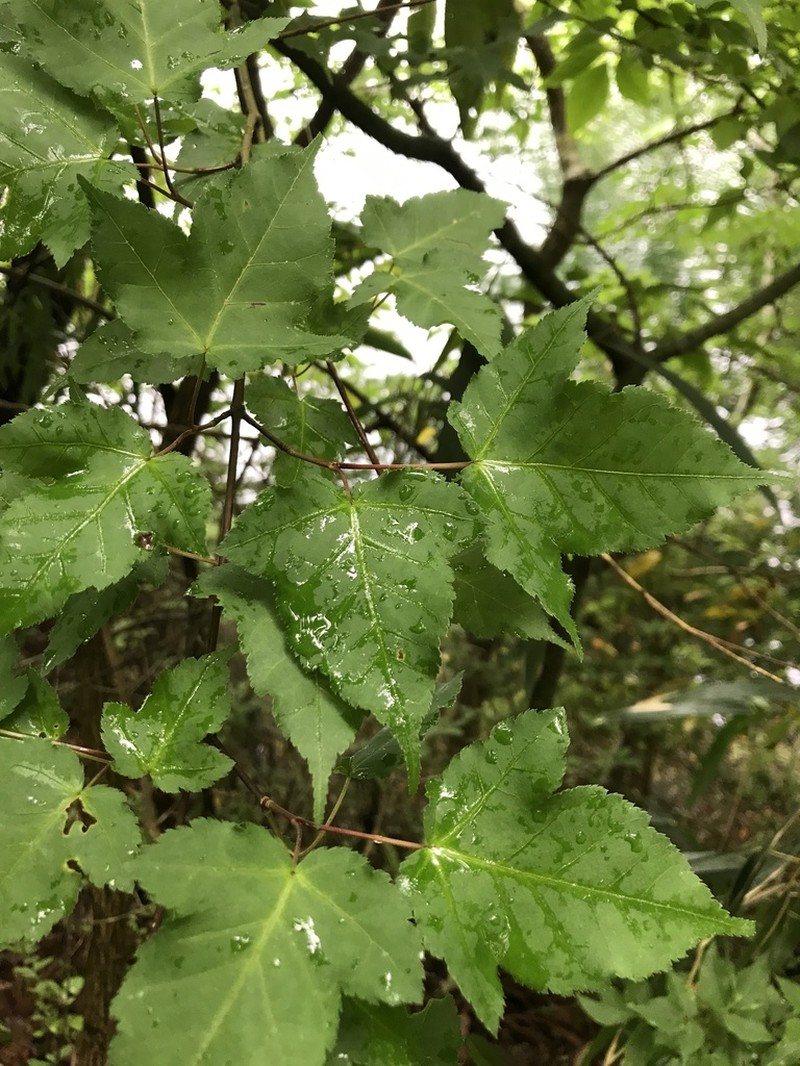 Acer crataegifolium photo 4