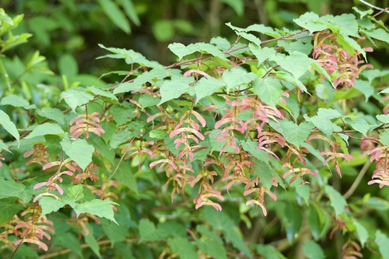 Acer crataegifolium photo 5