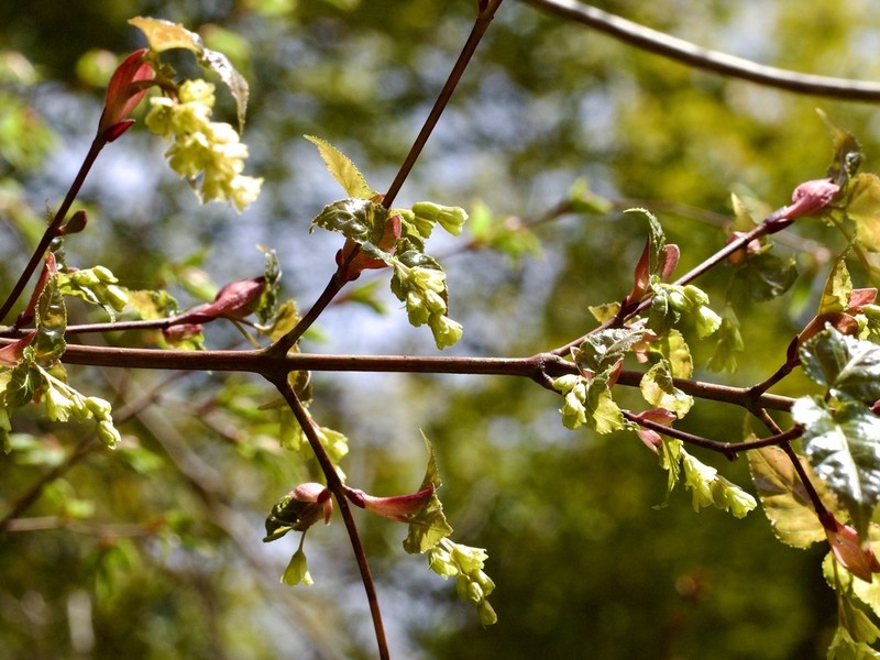 Acer crataegifolium photo 6