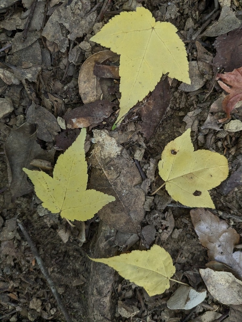Acer crataegifolium photo 7