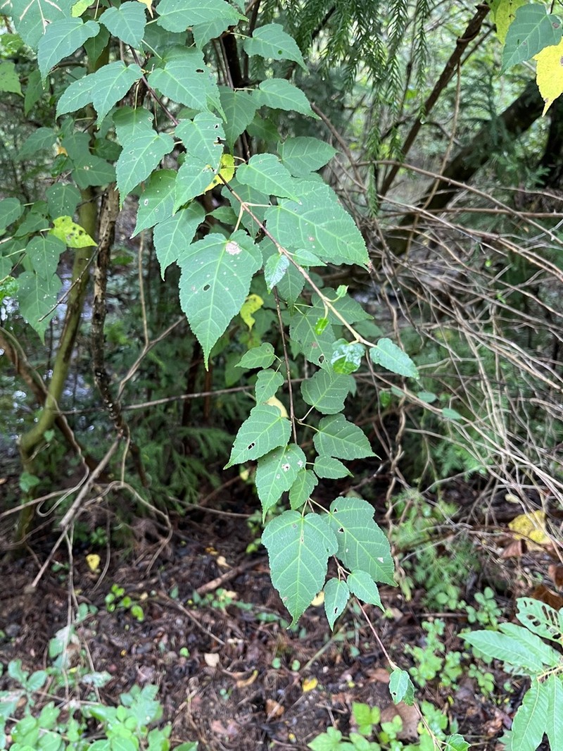 Acer crataegifolium photo 8