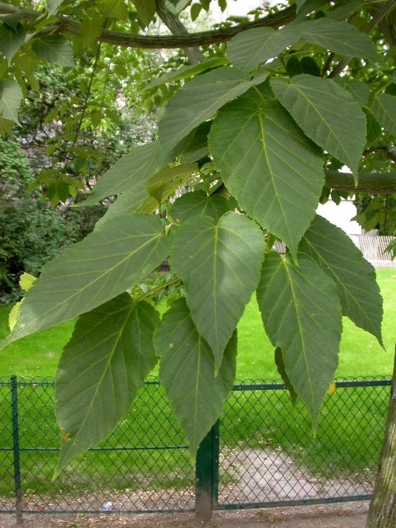 Acer davidii