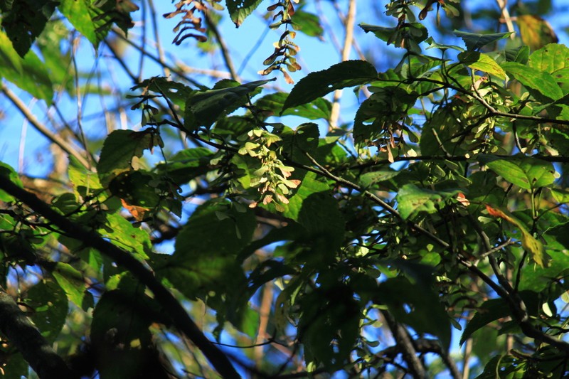 Acer davidii photo 2