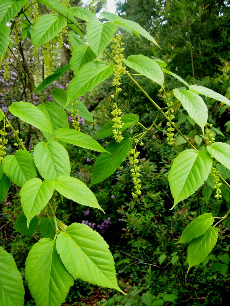 Acer davidii photo 3