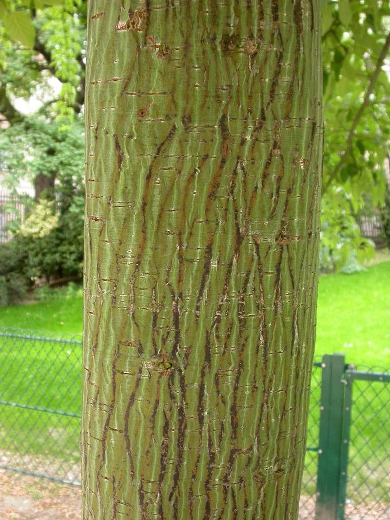 Acer davidii photo 4