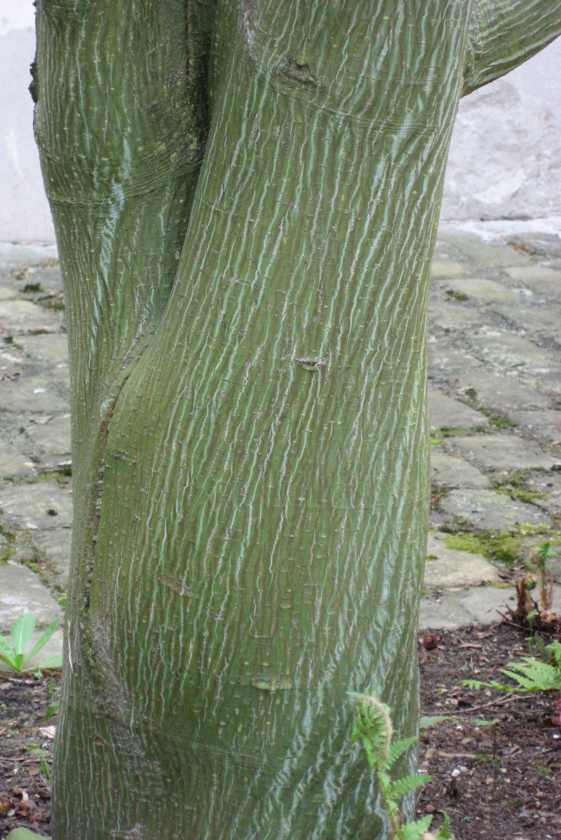Acer davidii photo 5