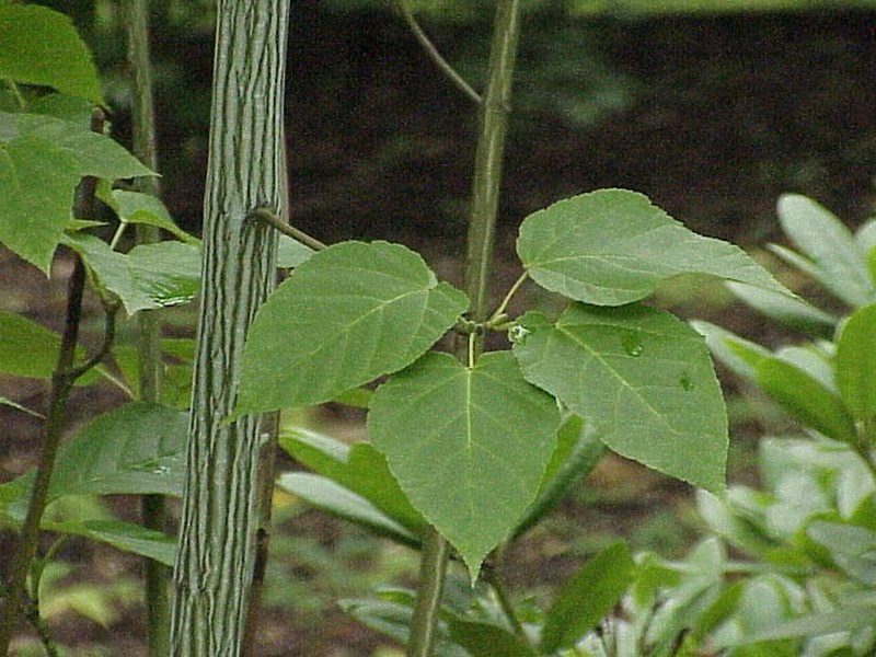 Acer davidii photo 6