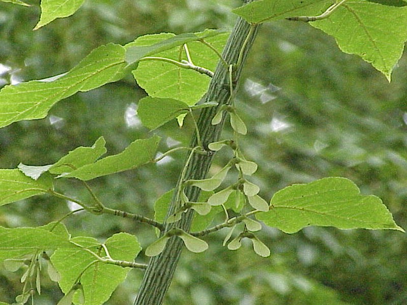 Acer davidii photo 7