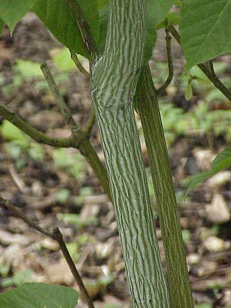 Acer davidii photo 8