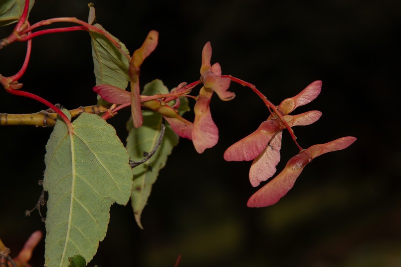 Acer davidii subsp. davidii