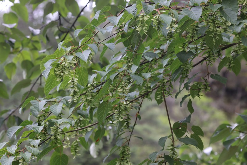 Acer davidii subsp. davidii photo 2
