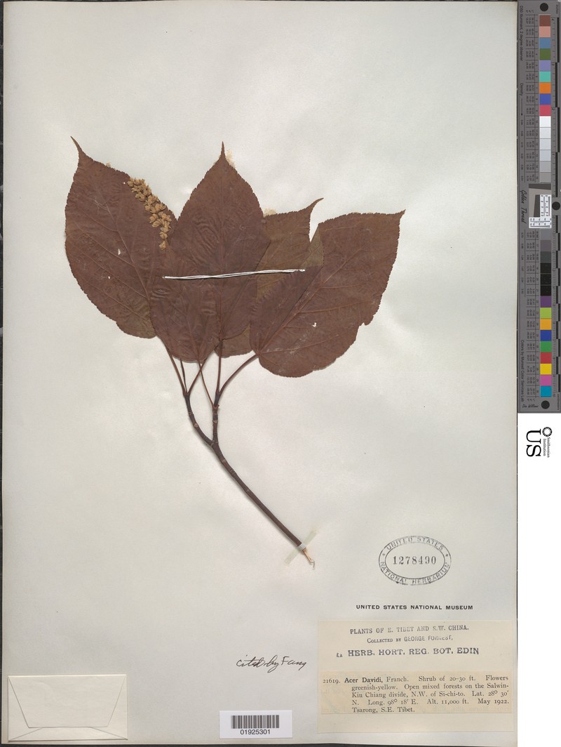 Acer davidii subsp. davidii photo 3