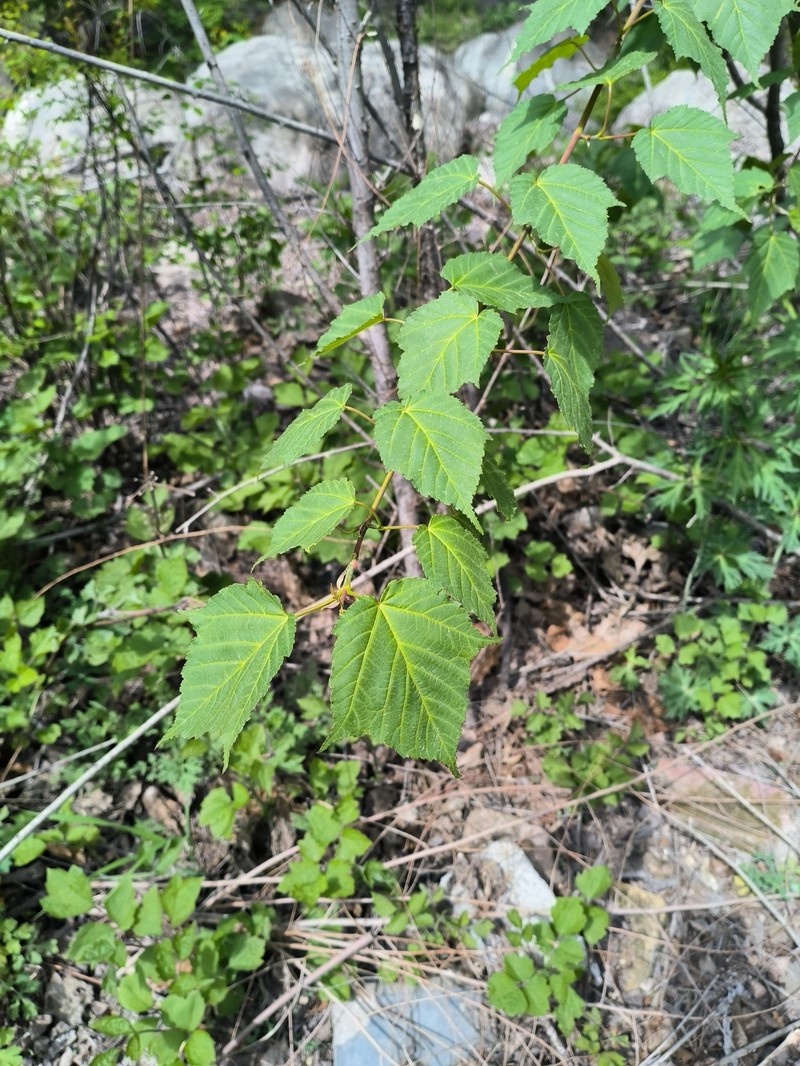Acer davidii subsp. grosseri