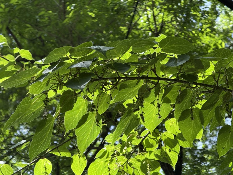 Acer davidii subsp. grosseri photo 2