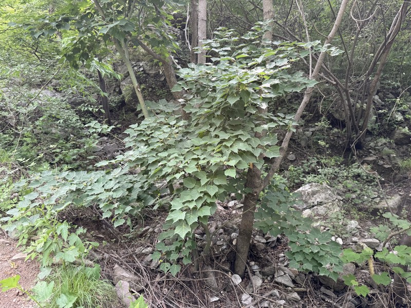 Acer davidii subsp. grosseri photo 3