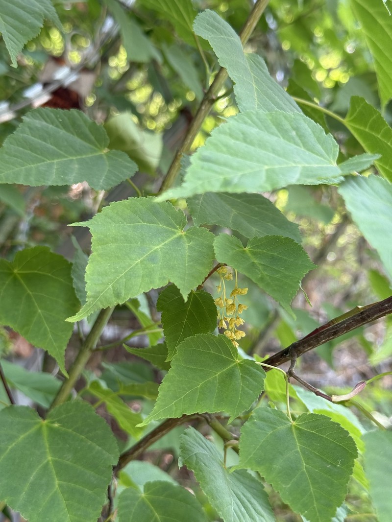 Acer davidii subsp. grosseri photo 4