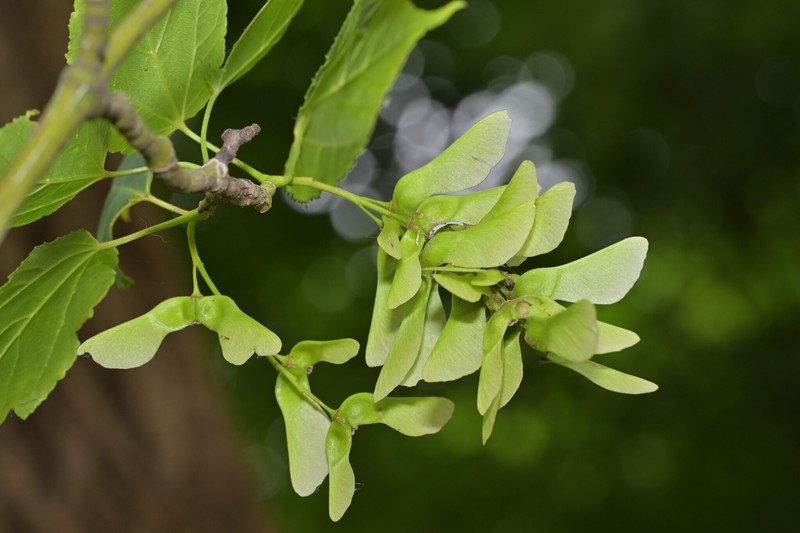 Acer davidii subsp. grosseri photo 6