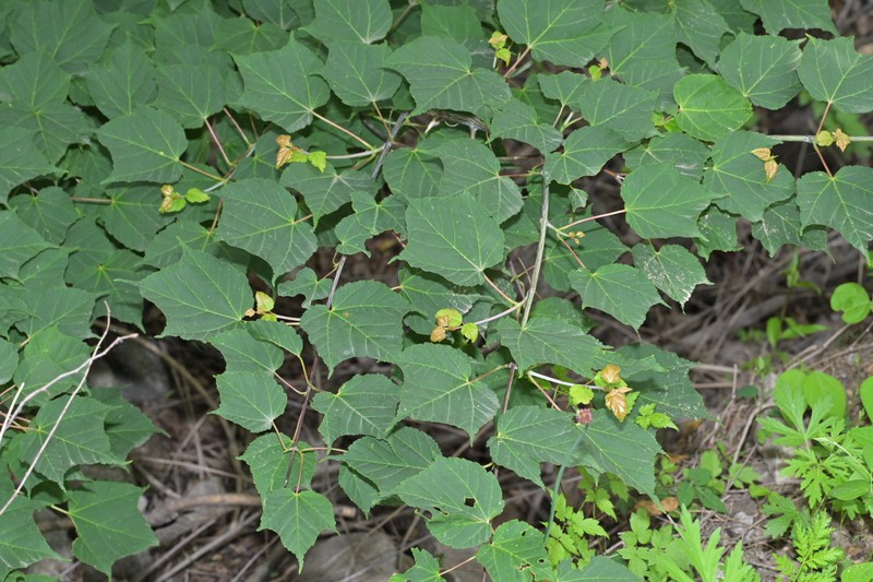 Acer davidii subsp. grosseri photo 7