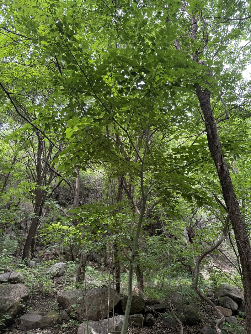 Acer davidii subsp. grosseri photo 8