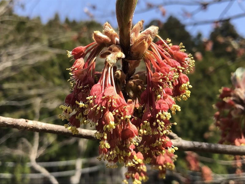 Acer diabolicum photo 5