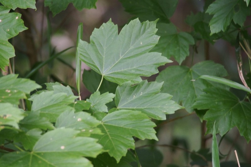 Acer diabolicum photo 6