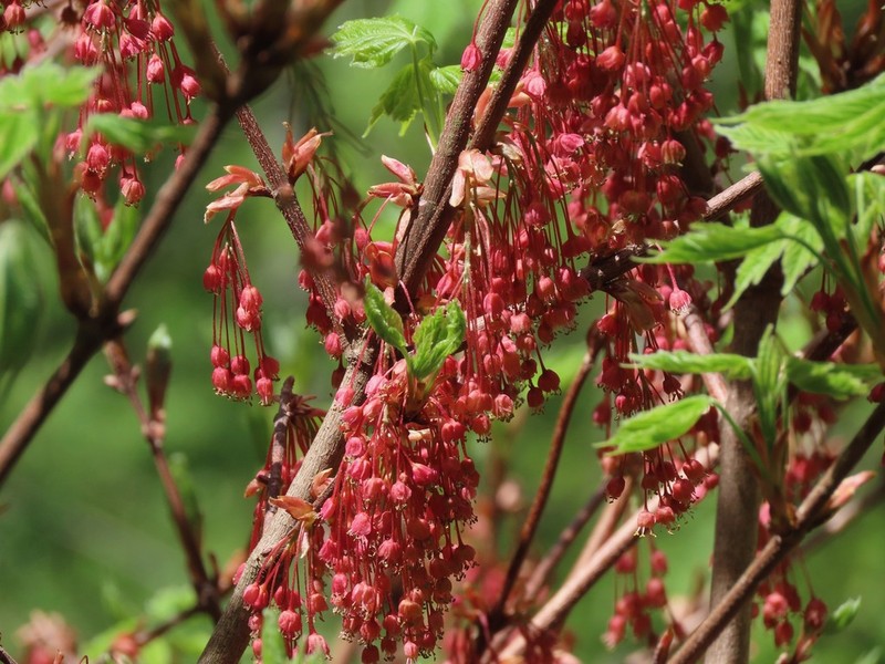 Acer diabolicum photo 7