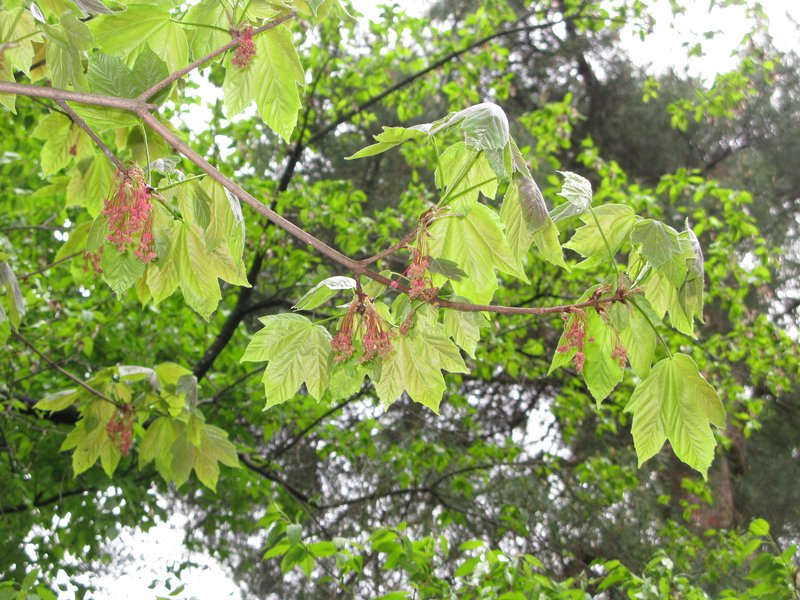 Acer diabolicum photo 3