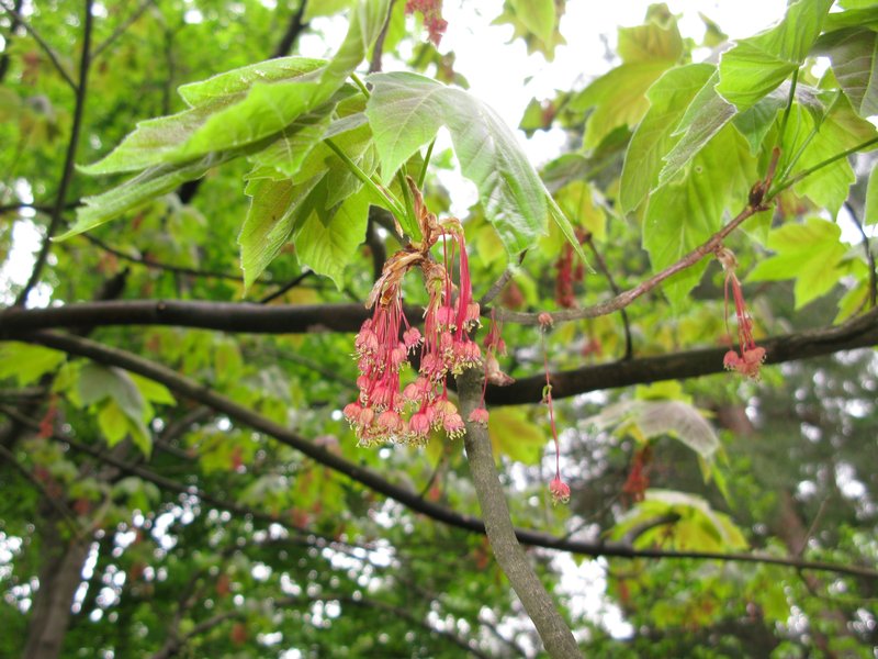 Acer diabolicum photo 4
