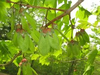 Acer diabolicum