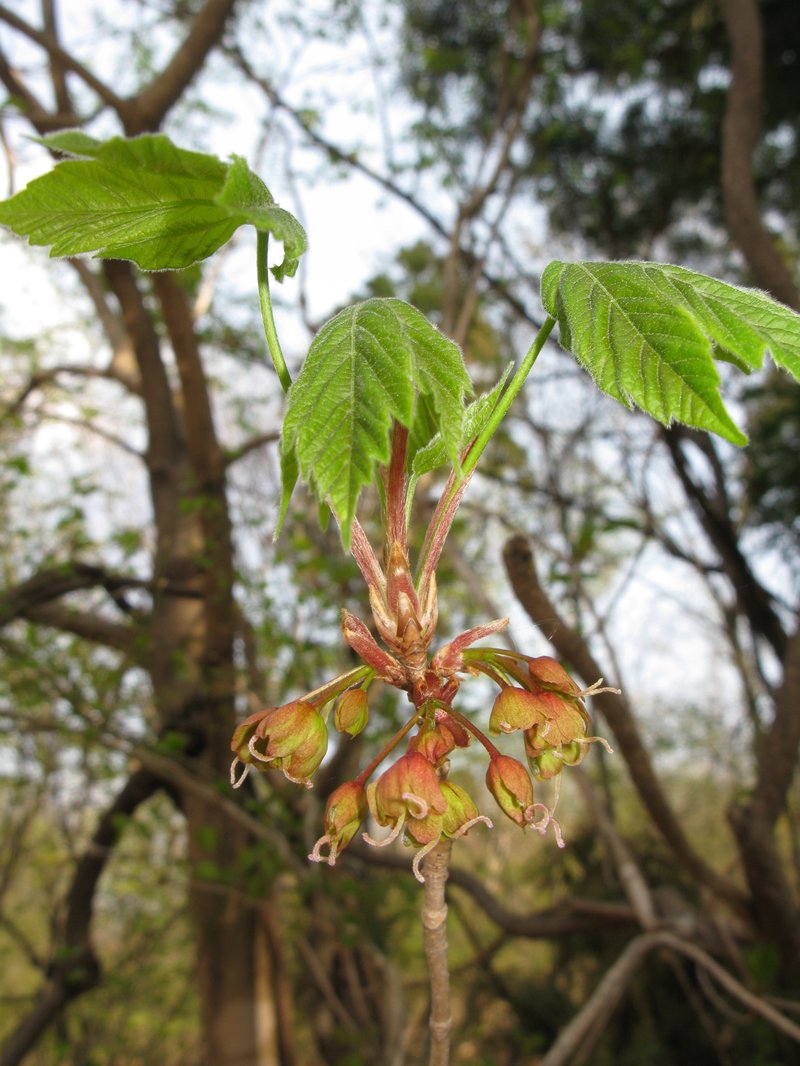Acer diabolicum photo 2