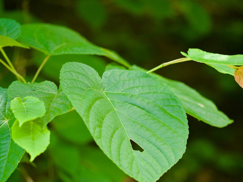Acer distylum photo 2
