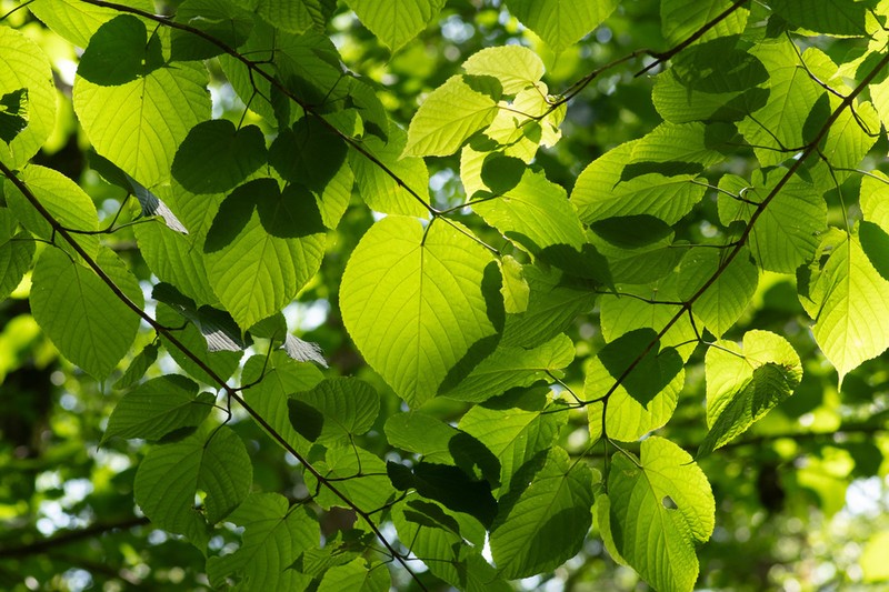 Acer distylum photo 3